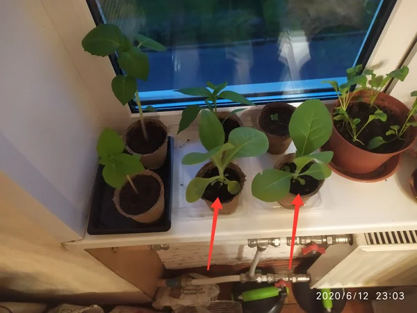 Growing tobacco on the windowsill - My, Growing, Vegetable garden on the windowsill, Fertilizers, Tobacco, Idea for home, Gardening, Houseplants, Longpost