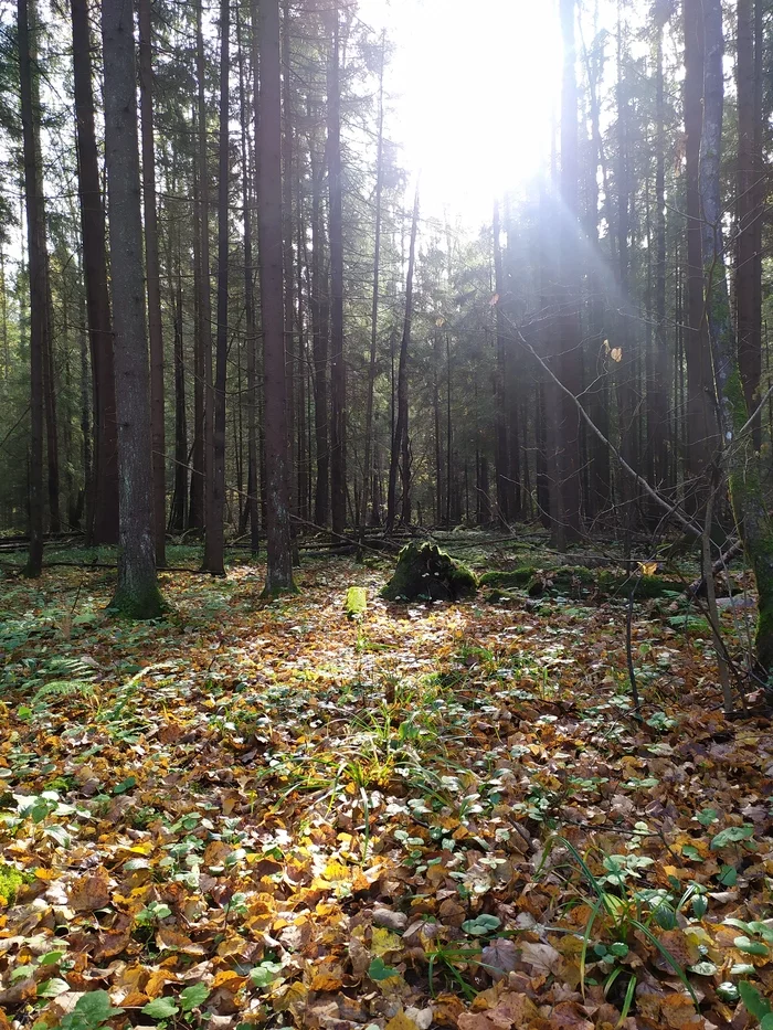 Urbanites in the forest - Forest, Mushrooms, Jay, Ezhovik, Honey mushrooms, Champignon, Autumn, Longpost