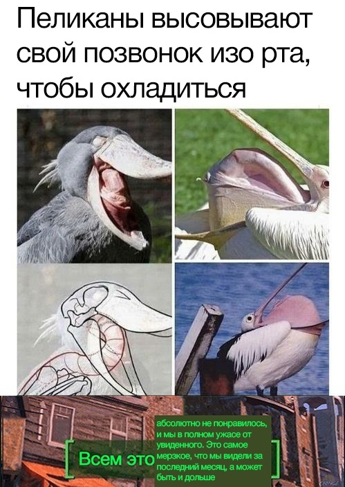 Kripota - Pelican, Memes, Picture with text, Birds