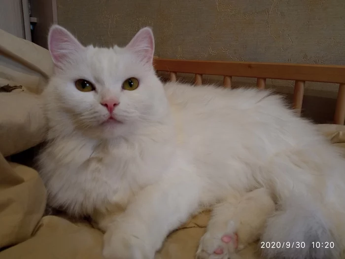 Turkish angora as a gift - Turkish angora, I will give, Entrance, Thrown out, Animal shelter, Moscow, Moscow region, cat, , In good hands