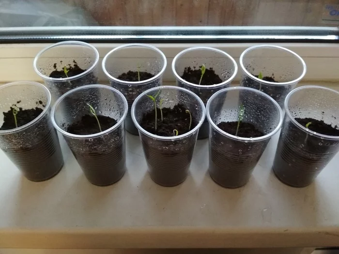 Growing peppers at home. Questions - Pepper farming, Seedling, Vegetable garden on the windowsill, Longpost