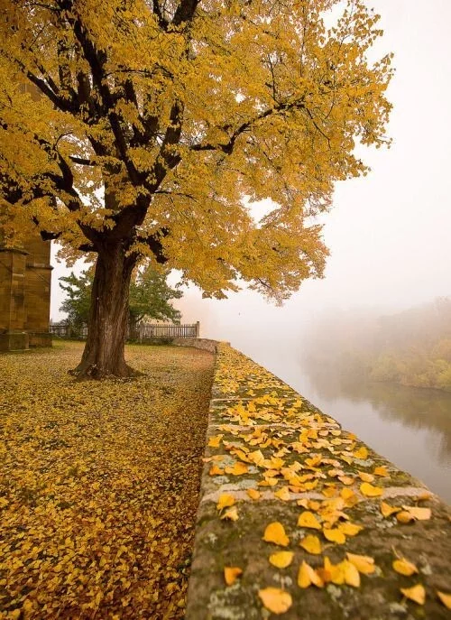 Autumn again... - Autumn, Leaves, River, Fog