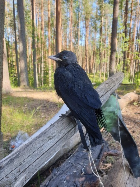 It was and became (feathered version) - My, Birds, Chick, Jackdaw, Pets, It Was-It Was, Growing, Adventures, No peace, Video, Longpost