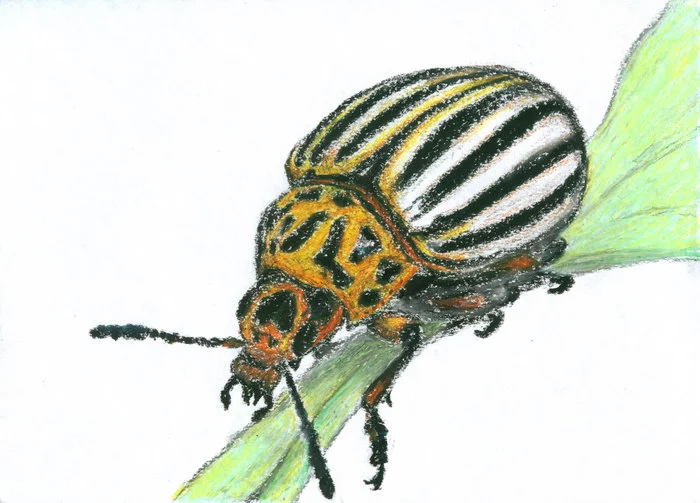 Colorado beetle. Oil pastel drawing - My, Drawing, Copyright, Жуки, Colorado beetle, Insects