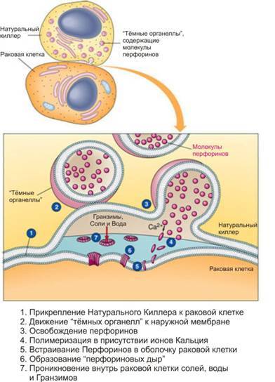 Гриб Рейши (Ganoderma Lucidum) Рейши, Грибы, Длиннопост