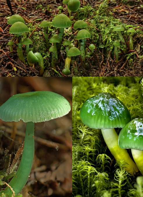 Are mushrooms not green? Seriously? - My, Mushrooms, Education, School, Textbook, Longpost