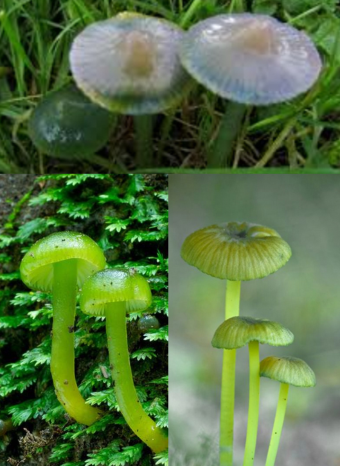 Are mushrooms not green? Seriously? - My, Mushrooms, Education, School, Textbook, Longpost