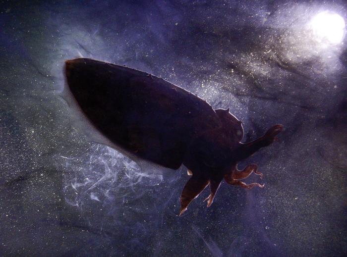 Неведомое чудовище далекого космоса