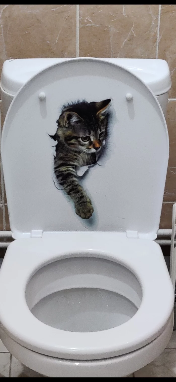 Cuteness - My, cat, Milota, Toilet, Longpost