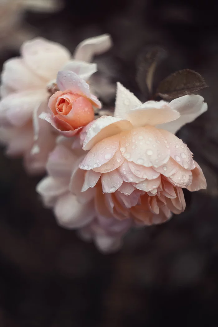 Pink debut - My, The photo, Nature, Amateur photography, the Rose, Canon EOS 700D, Helios-44, Helios, Bokeh, Flowers, Canon, Hobby, Photographer, Longpost