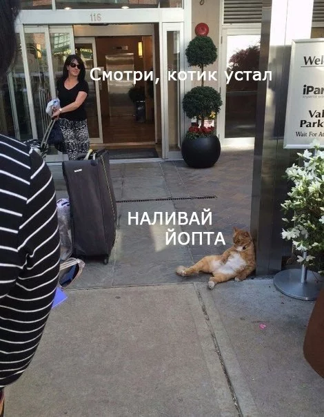 Three states of a drunk - cat, Alcohol, Whiskey, Alcoholics, New Year, Longpost, Aggregate state of matter