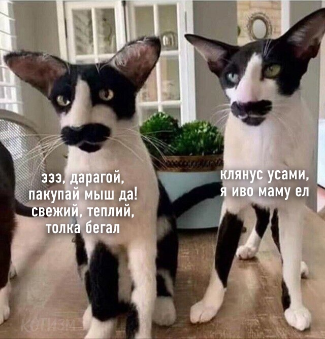 Daragay, I swear on my mustache! - cat, Georgians, Oriental cats