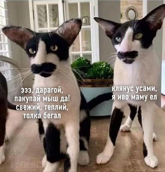 Daragoy, I swear on my mustache! - cat, Georgians, Oriental cats