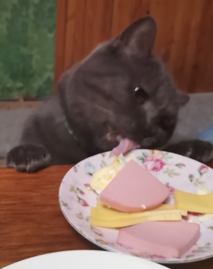 Кот и колбаса | Пикабу