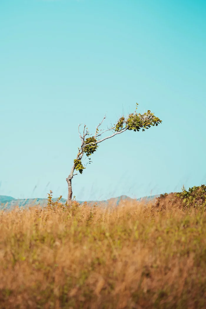 No man is an island - My, The photo, Sakhalin, Nature, Autumn, Landscape, Longpost