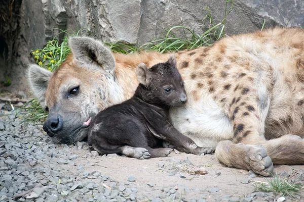 Motherhood is motherhood in Africa too!... - Hyena, Spotted Hyena, Wild animals, Animals, Africa, The photo, From the network, Young, Milota