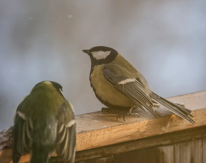 Birds - tits - My, Birds, Tit, The photo, Trough, Nature, beauty, Winter, I want criticism, Longpost