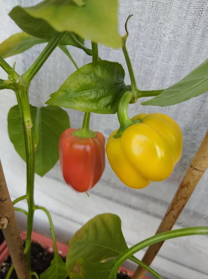 I decided to plant peppers on the balcony this year. Came out small but cute - My, Pepper, Harvest, Houseplants, The photo, Longpost, Pepper farming