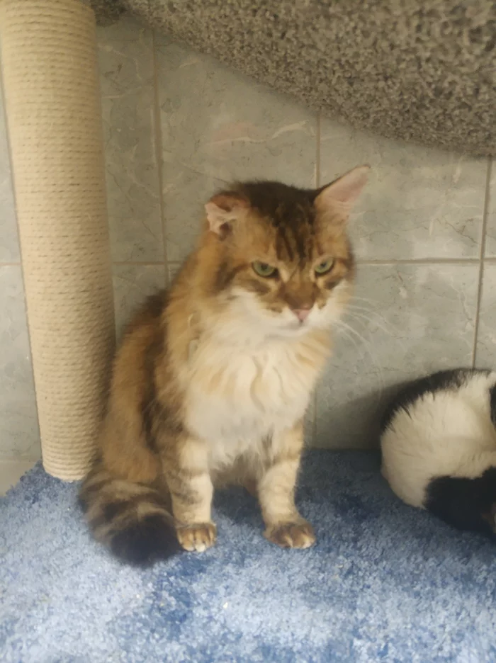 Devoted Heart - Longpost, Shelter, Animal shelter, cat, Saint Petersburg, My