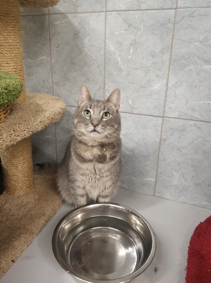 Devoted Heart - Longpost, Shelter, Animal shelter, cat, Saint Petersburg, My