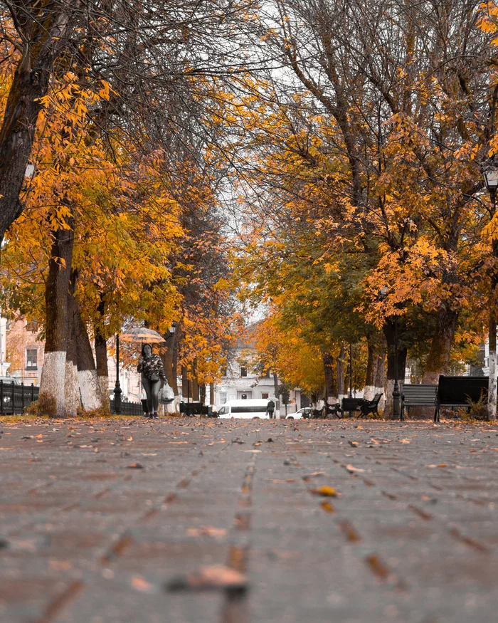 Black and yellow - My, Street photography, Tver, Amateur photography, The photo, Tag, Longpost, Autumn, Autumn leaves