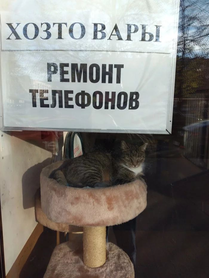 Master on duty - My, cat, Saint Petersburg, Showcase