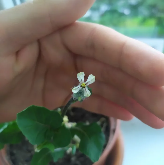 Growing spicy arugula on the windowsill - My, Growing, Arugula, Idea for home, Vegetable garden on the windowsill, Houseplants, Greenery, Greenery on the windowsill, Fertilizers, Gardening, Longpost