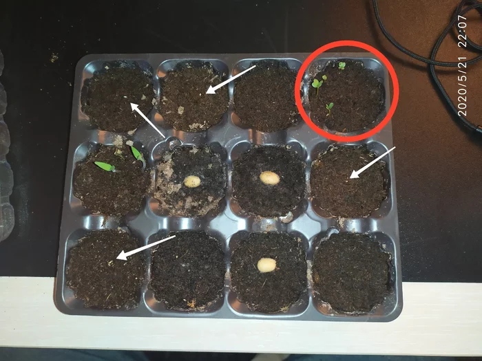 Growing spicy arugula on the windowsill - My, Growing, Arugula, Idea for home, Vegetable garden on the windowsill, Houseplants, Greenery, Greenery on the windowsill, Fertilizers, Gardening, Longpost