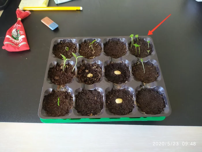 Growing spicy arugula on the windowsill - My, Growing, Arugula, Idea for home, Vegetable garden on the windowsill, Houseplants, Greenery, Greenery on the windowsill, Fertilizers, Gardening, Longpost