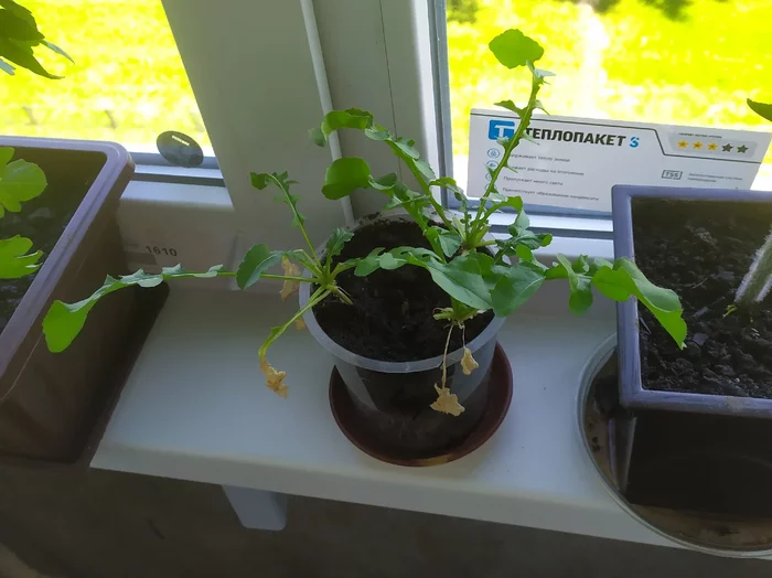 Growing spicy arugula on the windowsill - My, Growing, Arugula, Idea for home, Vegetable garden on the windowsill, Houseplants, Greenery, Greenery on the windowsill, Fertilizers, Gardening, Longpost