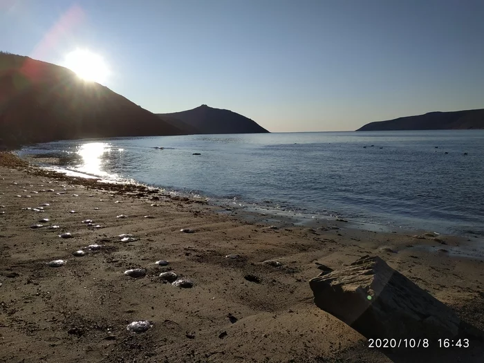 Jellyfish have evolved and come out of the water - My, Sea of ??Okhotsk, Magadan, Russia, Marine life, Saving life, Longpost