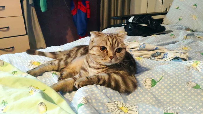 Кто же в доме главный? - Домашние животные, Кот, Моё