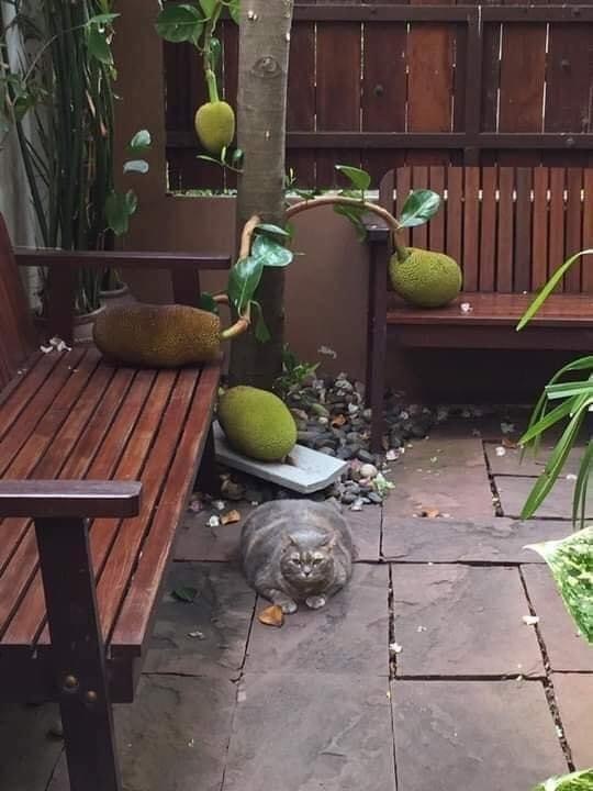    ? , , 