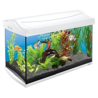 New aquas, what? Reviews for Aquas Tetra - Aquarium, Aquarium fish