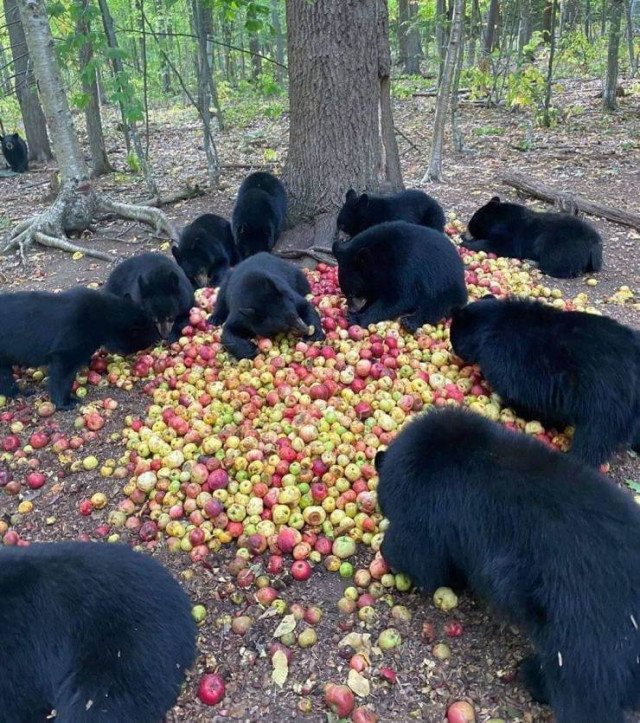 Bear Picnic - The Bears, Black Bear, Apples, Picnic