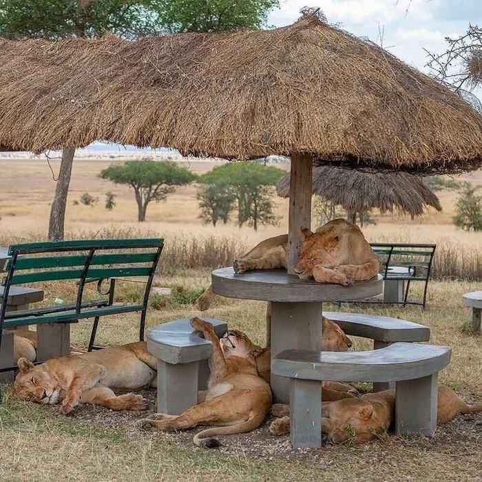 Kittens on vacation) - a lion, Lioness, Relaxation, Big cats, Wild animals, The photo, Dream, Animals