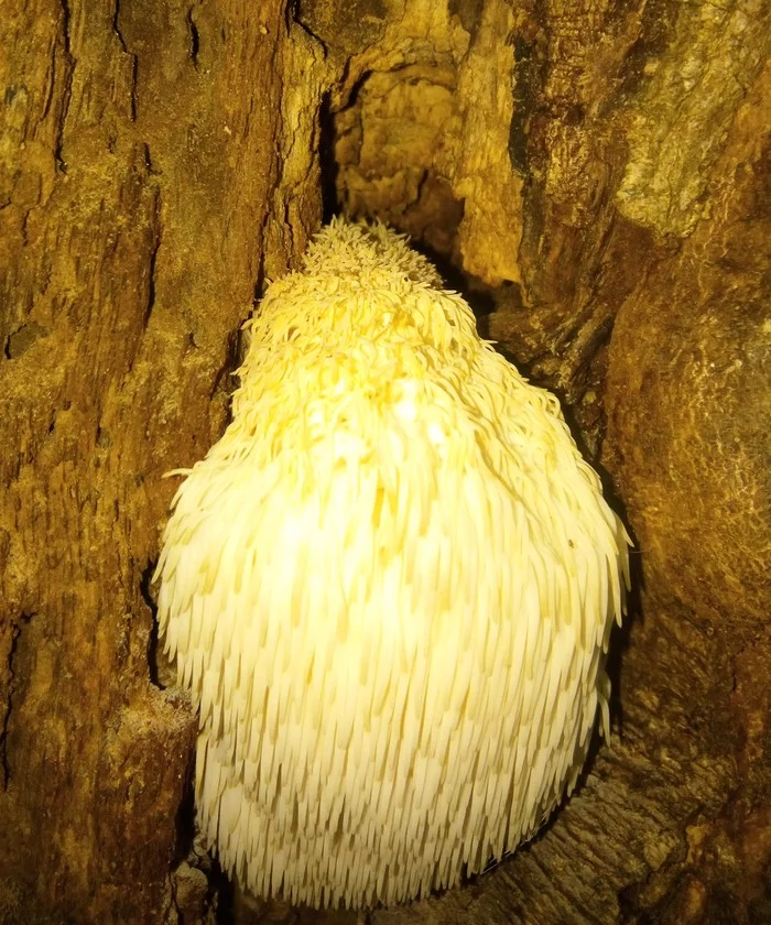 What kind of mushroom? - Mushroom pickers, Biologists, Microbiology