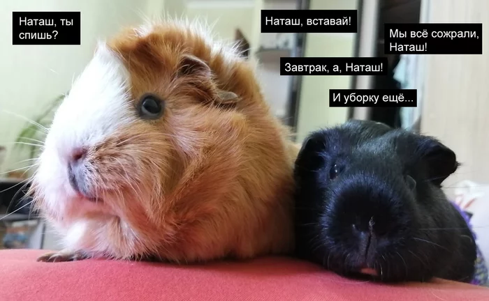 Natasha, get up! - Pets, Guinea pig, Memes, Natasha we dropped everything