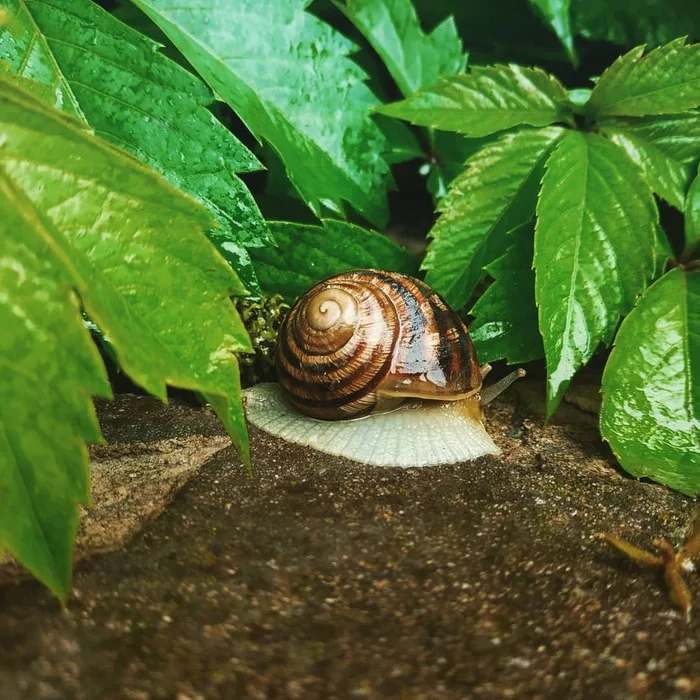 Snail - My, Macro photography, Xiaomi redmi Note 5, Mobile photography, Sheet, Snail