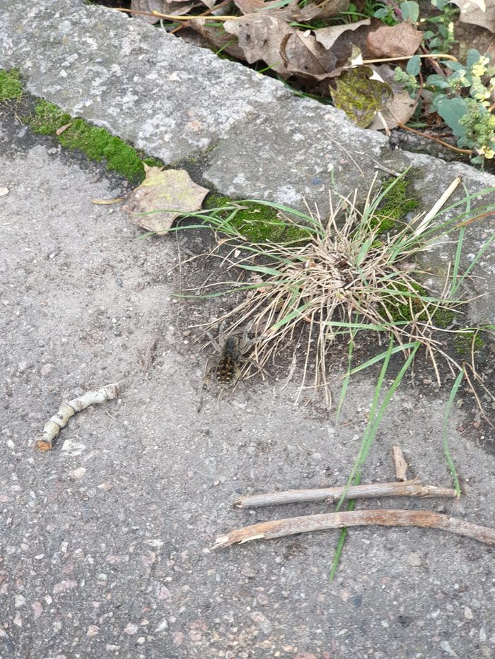 "сюрприз" в центре города