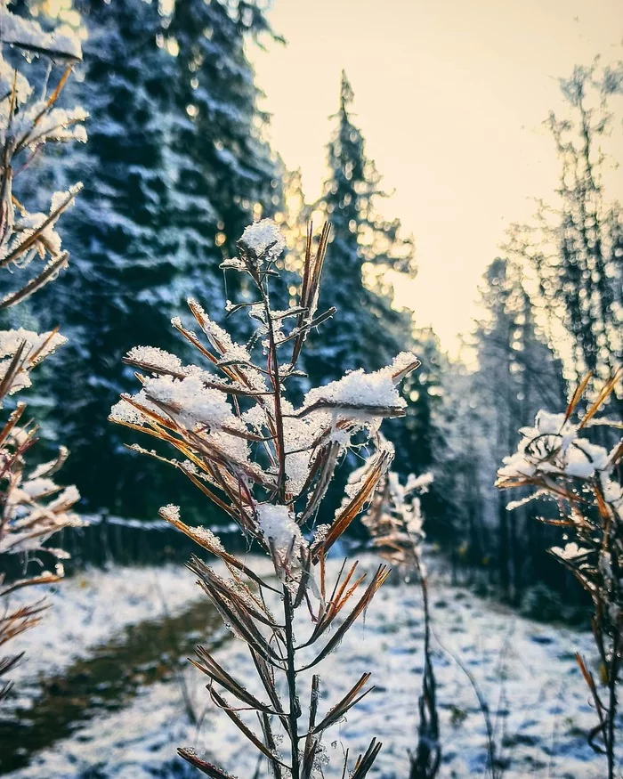 First snow walk - My, Khanty-Mansiysk, Snow, Forest, Nature, Mobile photography, Longpost, The photo