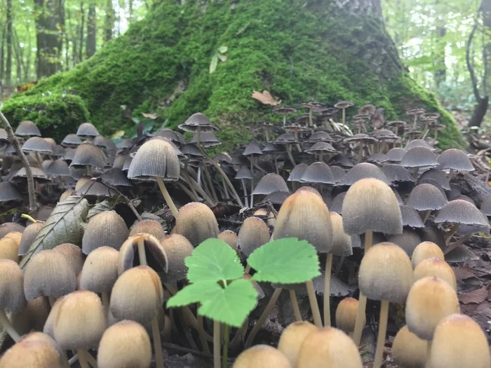 We have an avatar too))) - My, Mushrooms, Autumn, Forest, beauty