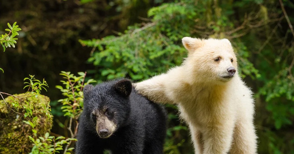 Бурый медведь альбинос. Медведь гризли альбинос. Белый барибал медведь. The spirit bear. Кермодский бурый медведь белый.