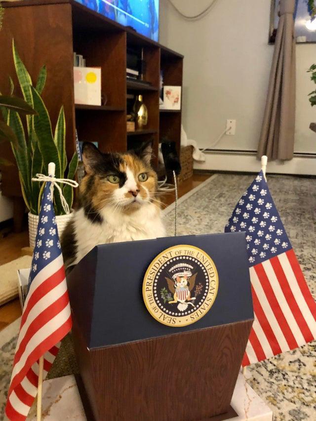 The cutest president of the cutest country in the world - United States of the Cats (PS Battle) - The photo, Animals, cat, Reddit, USA, The president, Fotozhaba, Photoshop, Longpost, , Pets