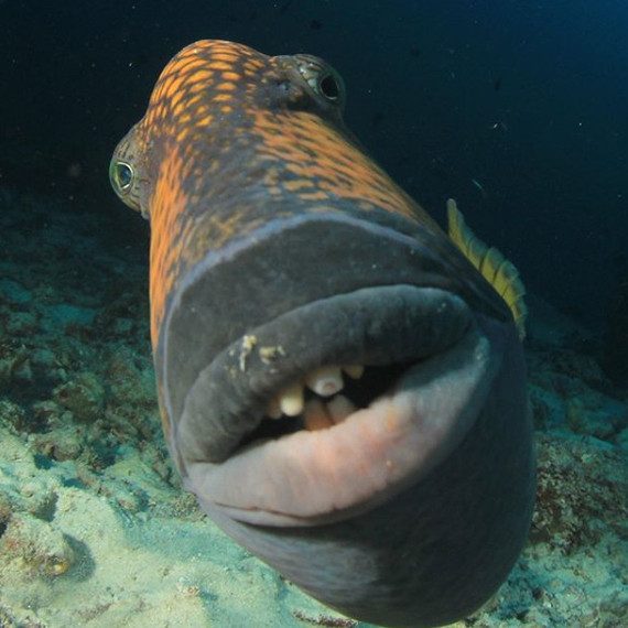 Подводные Животные Фото