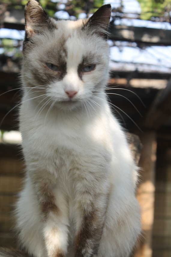 Life at the Kotoland home shelter 254 - My, cat, Shelter, Lipetsk, Kindness, Help, Shelter Cotoland, In good hands, Longpost