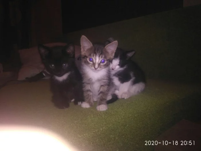 Kittens in good hands. Izhevsk city - cat, Pets, Animals, In good hands, Izhevsk, No rating, Kittens
