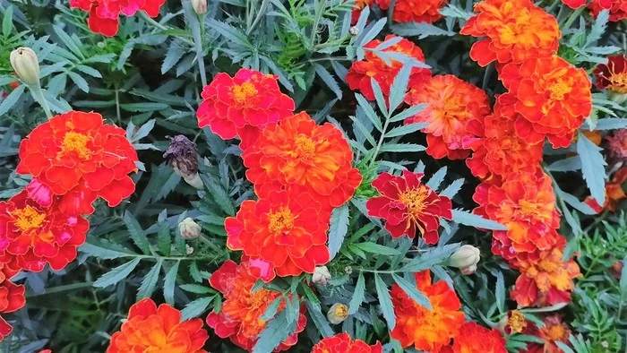 Marigolds and saffrons for your garden! A bright flowerbed and a pleasant aroma! - My, Garden, Marigolds, Saffron, Flowers, Flower bed, Video, Longpost