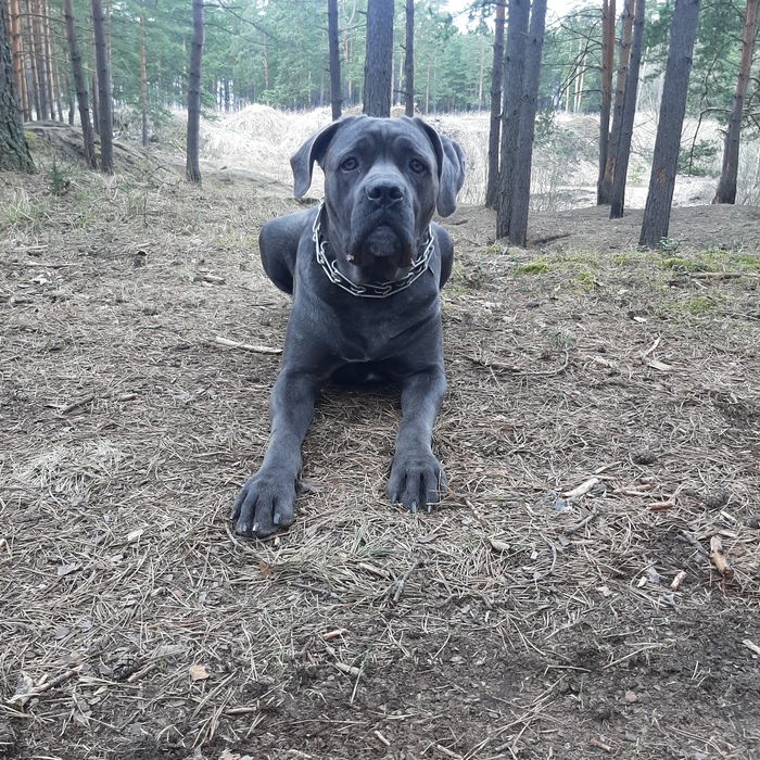 Ума- кане корсо