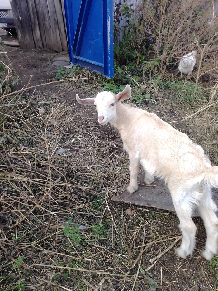 "Лисиццын дом "-14